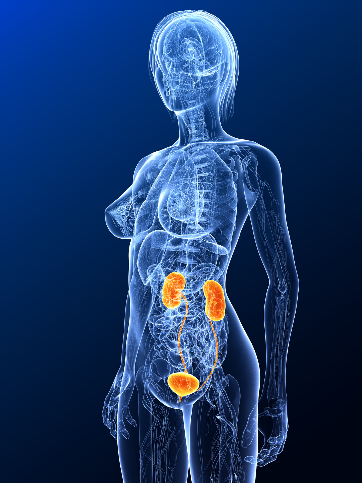 Lage der Nieren und Harnwege im menschlichen Körper